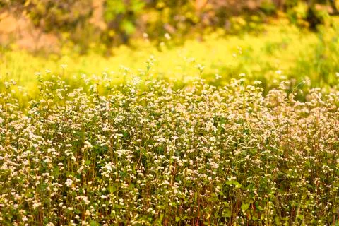 Wild flowers Stock-Fotos