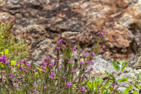 Wild flowers. Stock Photos