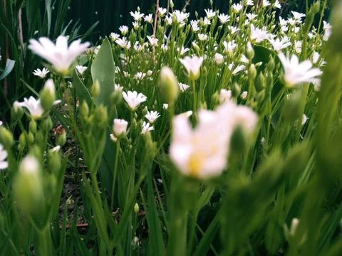 Wild flowers Foto stock