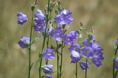 Wild flowers Stock Photos