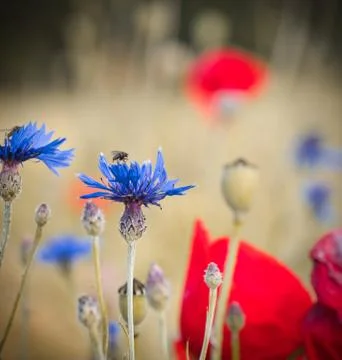 Wild flowers Stock Photos