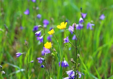 Wild flowers Stock Photos