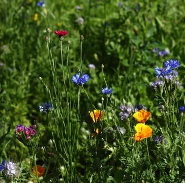 Wild flowers Stock Photos