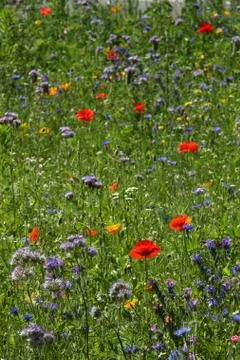Wild flowers Stock Photos