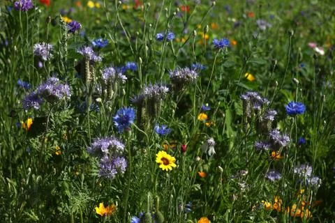 Wild flowers Stock Photos