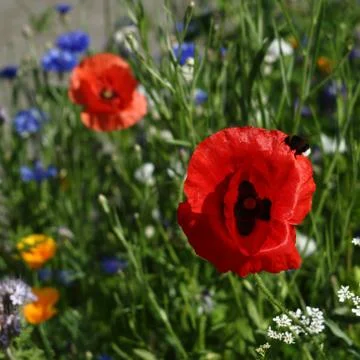 Wild flowers Stock Photos