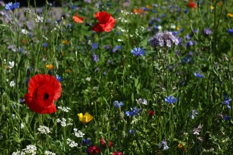 Wild flowers Stock Photos