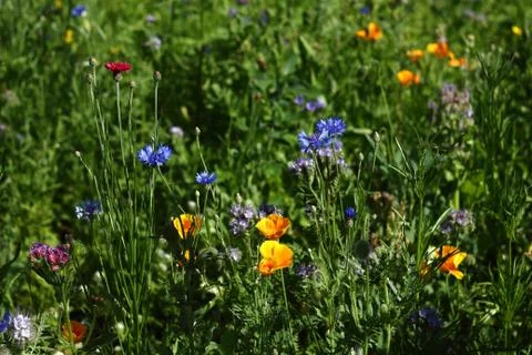 Wild flowers Stock Photos