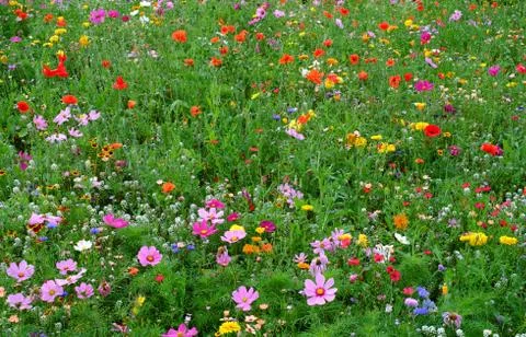Wild Flowers Stock Photos