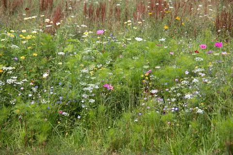 Wild flowers 库存照片