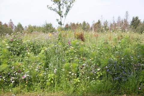 Wild flowers Stock Photos