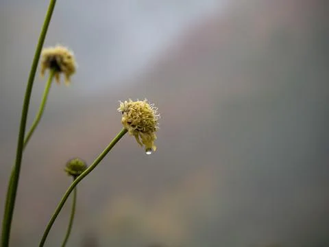 Wild flowers 스톡 사진
