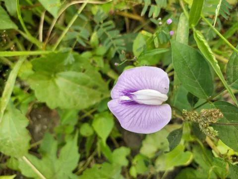 Wild flowers Stock Photos
