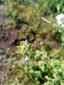 Wild flowers Stock Photos