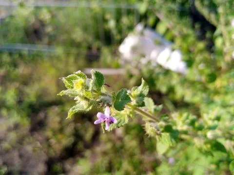 Wild flowers Stock Photos