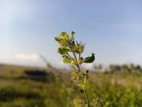 Wild flowers Stock Photos