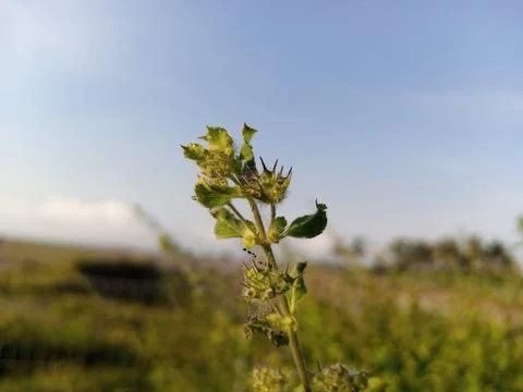Wild flowers Stock Photos
