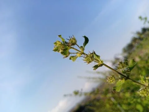 Wild flowers Stock Photos