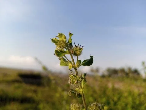Wild flowers Stock Photos