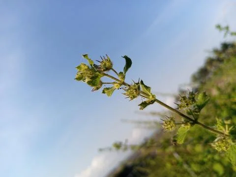 Wild flowers Stock Photos