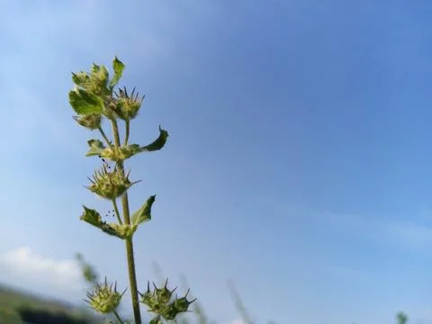 Wild flowers Stock Photos