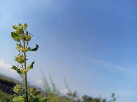Wild flowers Stock Photos