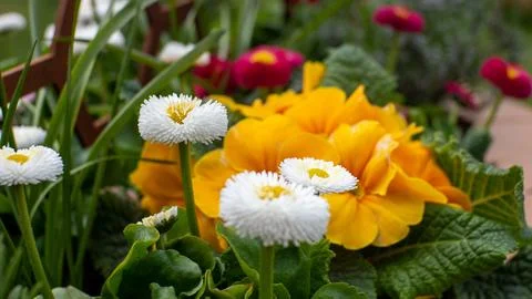 Wild flowers Stock Photos