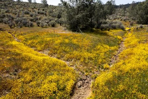 Wild Flowers Stock Photos