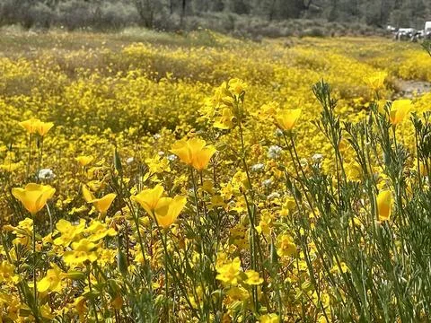 Wild Flowers Stock Photos