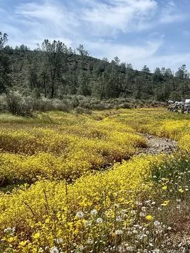 Wild Flowers Stock Photos
