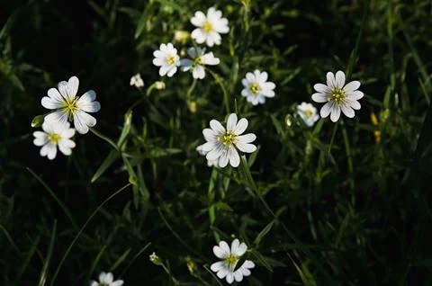 Wild flowers Stock Photos