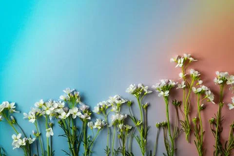 Wild flowers Stock Photos
