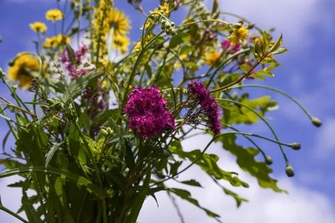 Wild flowers Stock Photos