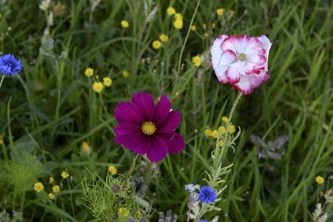 Wild flowers Foto stock
