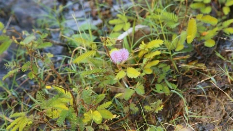 Wild flowers &amp; plants in the forest Stock Footage 234129843