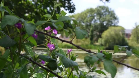 Wild flowers by a pond Stock Footage 135698099