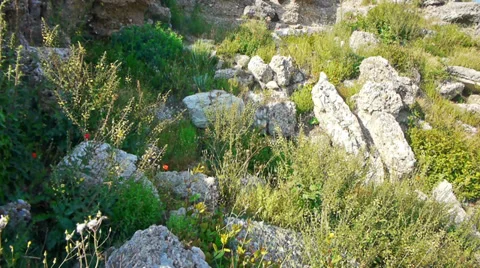 Wild flowers pushing through ruins Stock Footage 34272454
