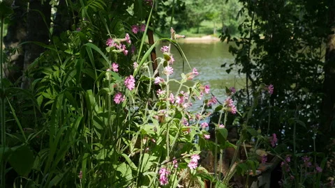 Wild flowers in the rays of the summer sun Stock Footage 145208846
