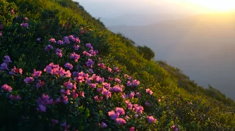 Wild flowers Rhododendron myrtifolium on summer mountain. Vídeos de archivo 59169166