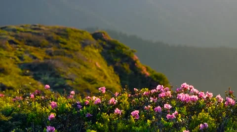 Wild flowers Rhododendron myrtifolium on summer mountain. Stock Footage 59169701
