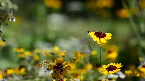 Wild Flowers by a roadside Stock Footage 11839066