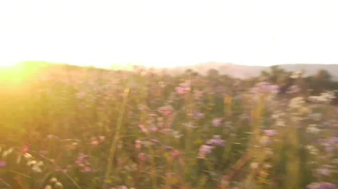 Wild flowers with setting sun Stock Footage 711442