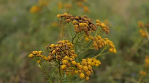 Wild flowers shakes the wind Video stock 105290608