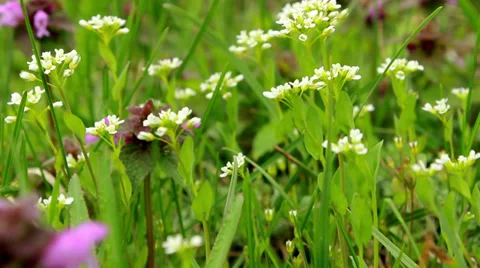 Wild flowers shaking on wind 스톡 동영상 36657304