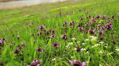 Wild flowers shaking on wind 스톡 동영상 36657865