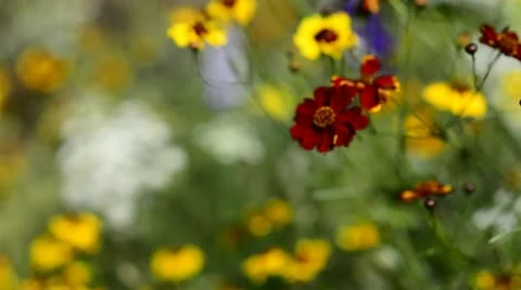 Wild Flowers (Soft focus) Video stock 21997392