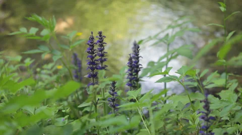 Wild flowers spring Stock Footage 35850601