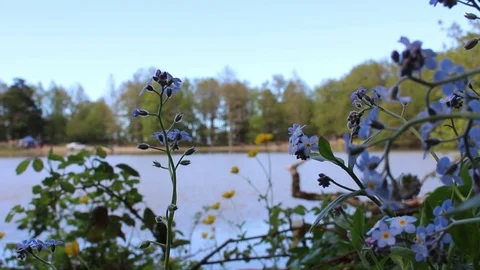 Wild flowers in spring Stock Footage 129530086
