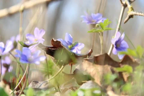 Wild flowers in spring forest Stock Photos