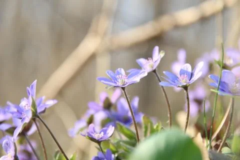 Wild flowers in spring forest Stock Photos